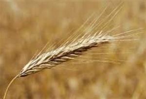 HIBRID COMMERCE d.o.o. poljoprivredna ljekarna AGRICULTURAL RAW MATERIALS
