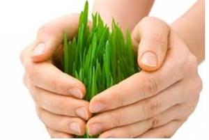 HIBRID COMMERCE d.o.o. poljoprivredna ljekarna PLANT PROTECTION