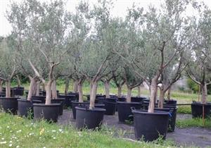 OPUZEN INTERNATIONAL d.o.o. rasadnik sadnica agruma, maslina i ukrasnog bilja SEEDLINGS OF OLIVE TREES