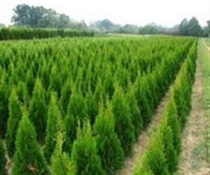 OPUZEN INTERNATIONAL d.o.o. rasadnik sadnica agruma, maslina i ukrasnog bilja TREE NURSERIES